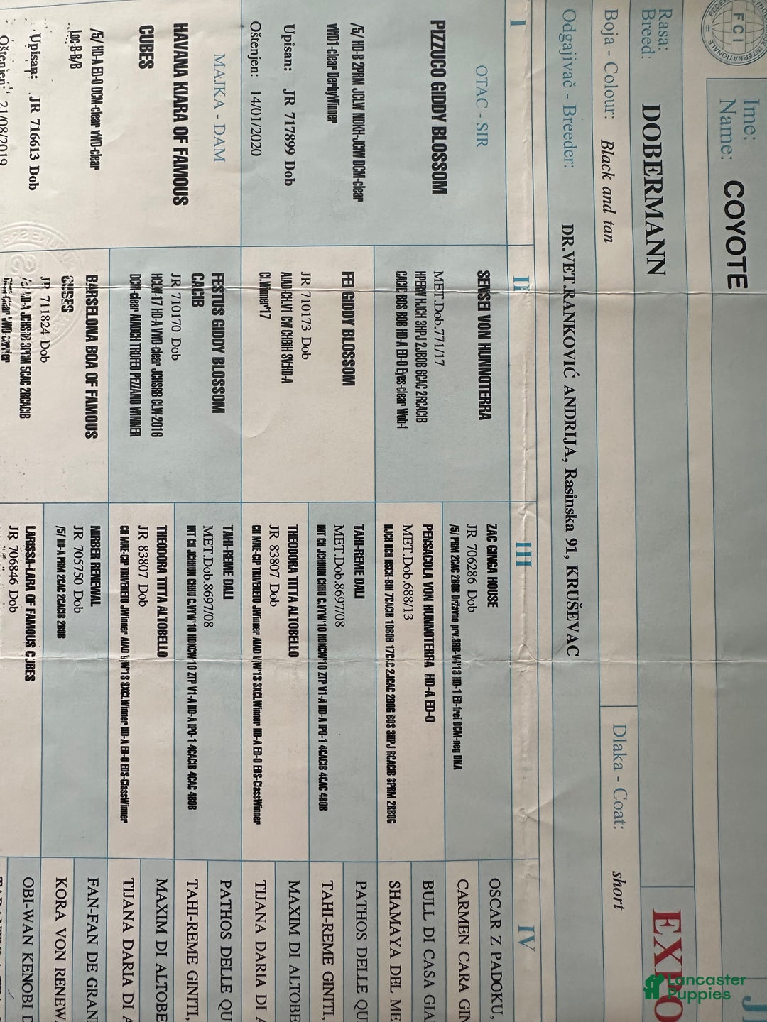 Doberman Pinscher dogs for stud: RIPP  - Ad 6