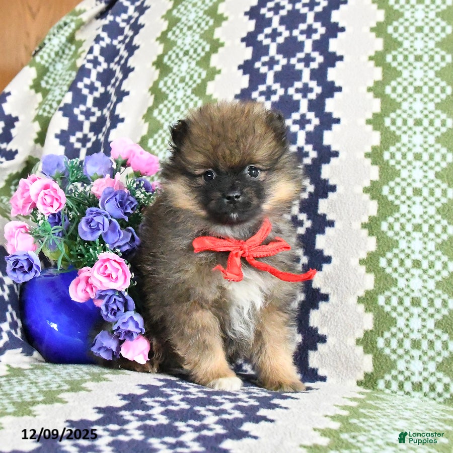Pomeranian dogs Benji - Ad 26