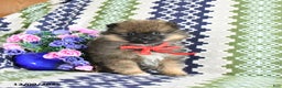 Pomeranian dogs for sale: Benji - Ad 1