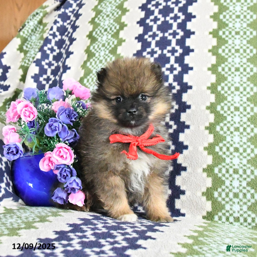 Pomeranian dogs for sale: Benji - Ad 1