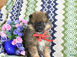 Pomeranian dogs Benji - Ad 17