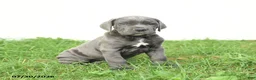 Cane Corso dogs for sale: Riggs - Ad 11