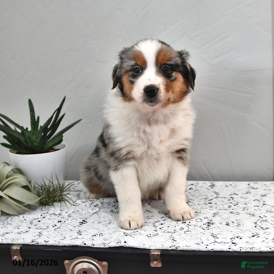 Australian Shepherd dogs Jackson - Ad 12
