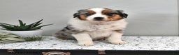 Australian Shepherd dogs for sale: Jackson - Ad 1