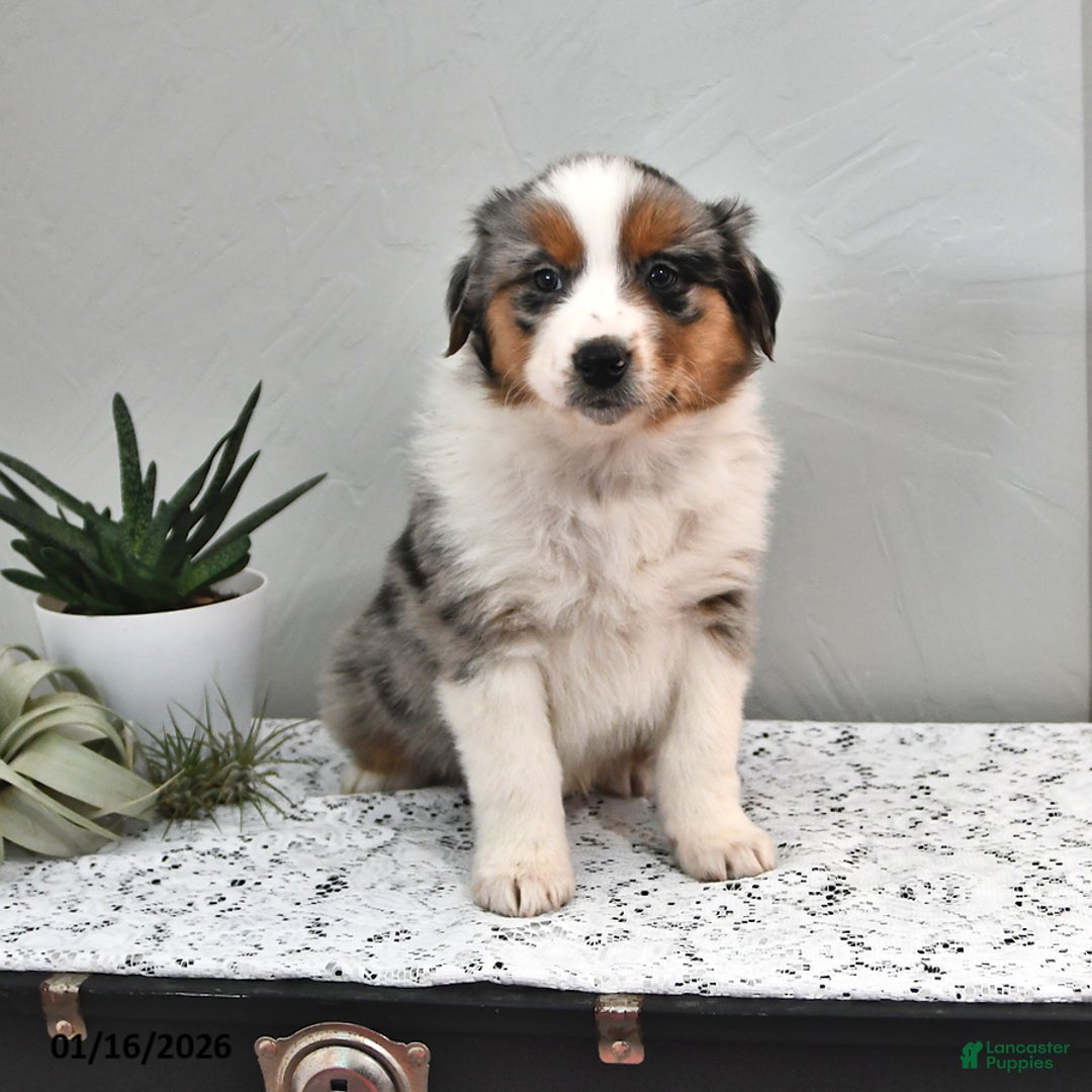 Australian Shepherd dogs for sale: Jackson - Ad 1