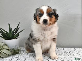 Australian Shepherd dogs Jackson - Ad 19