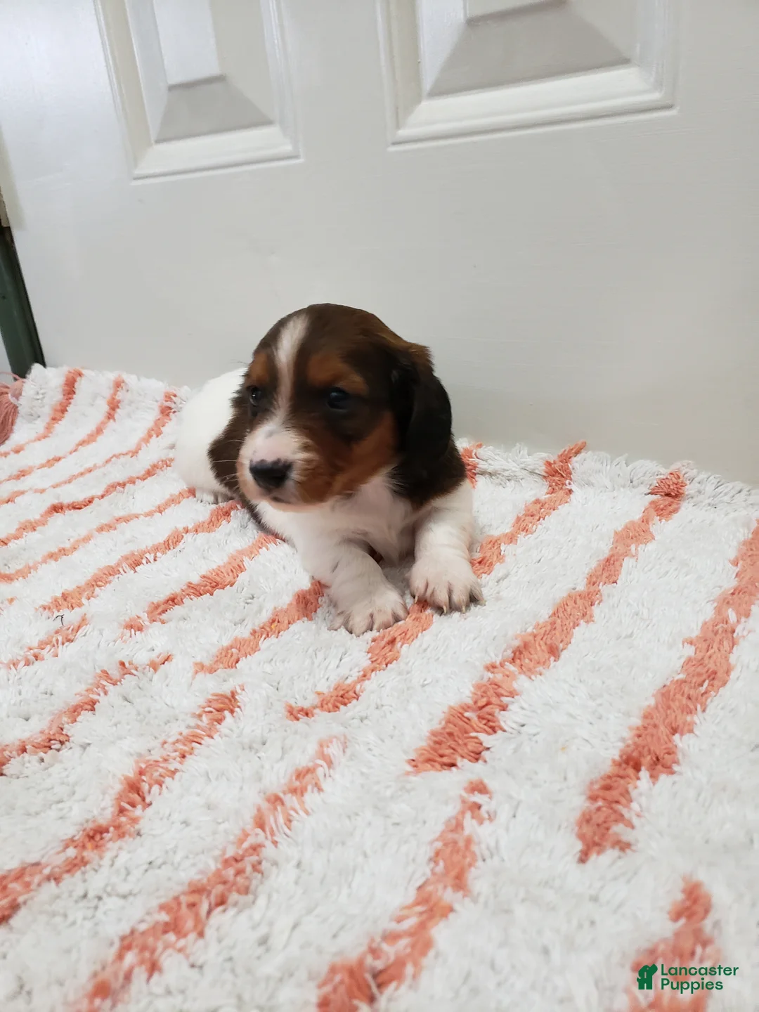 Miniature Dachshund dogs for sale: Rex - Ad 7