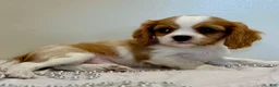 Cavalier King Charles Spaniel dogs for sale: Ollie Cavalier King Charles Spaniel  - Ad 5