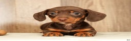 Miniature Dachshund dogs for sale: Mia - Ad 8
