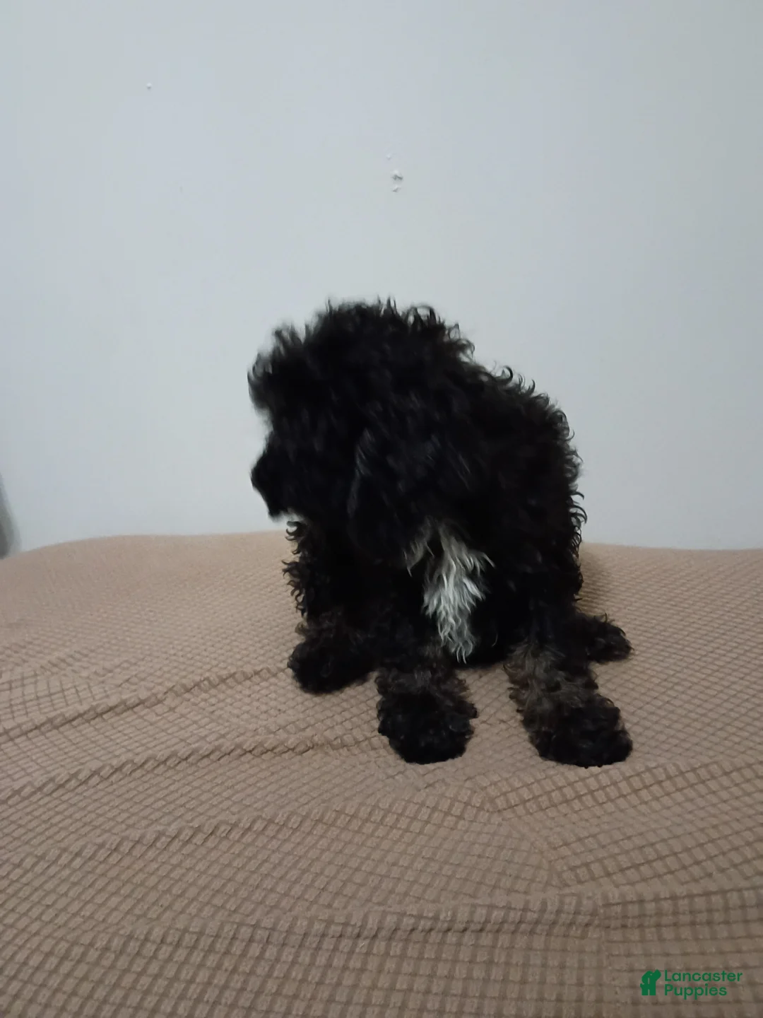 Miniature Poodle dogs for sale: Miniature Poodle 1 - Ad 2