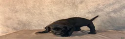 Labrador Retriever dogs for sale: Ms Blue - Ad 1