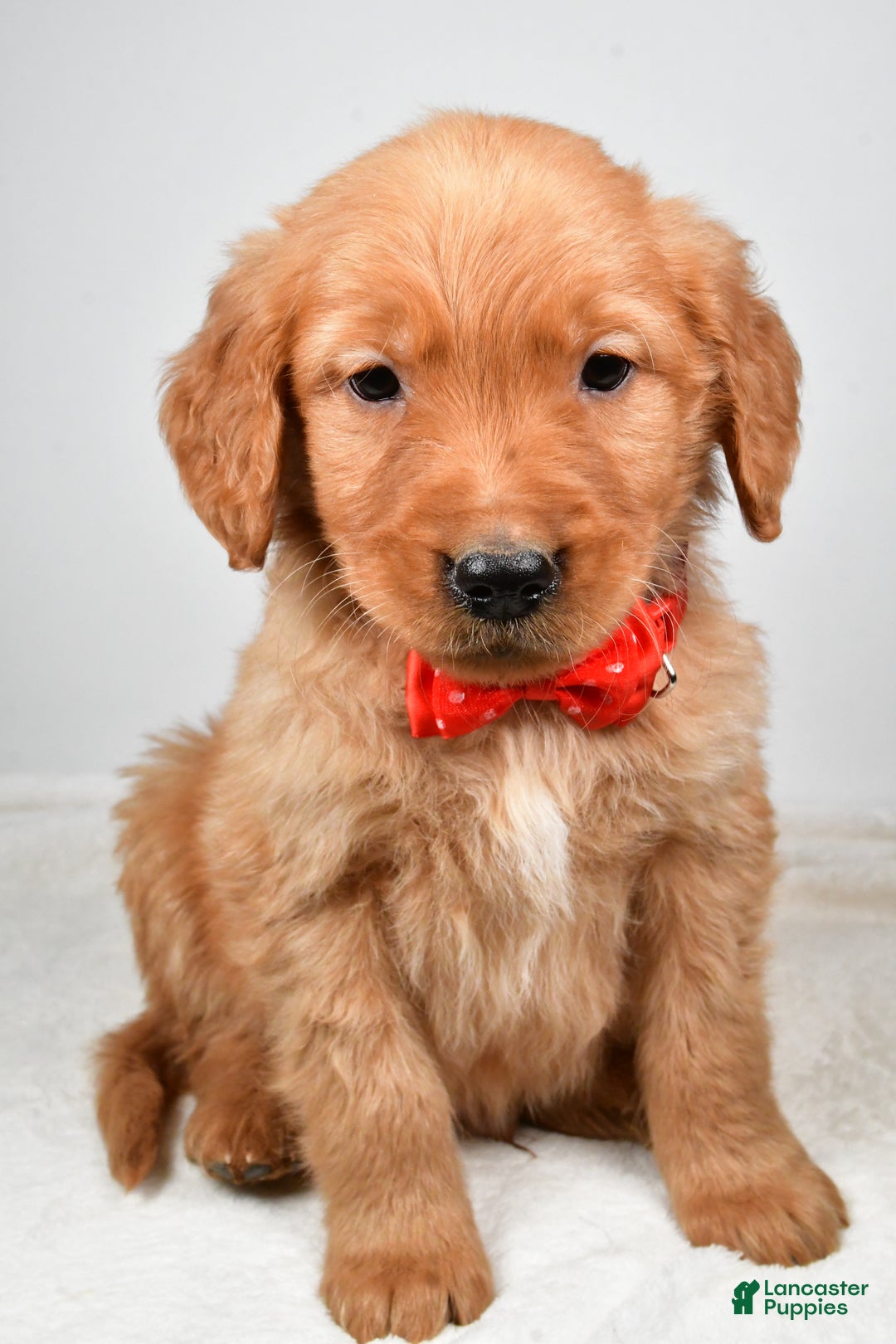 Golden Retriever dogs for sale: Keith - Ad 8