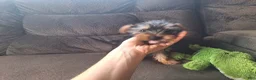 Yorkshire Terrier dogs for sale: Chip - Ad 3