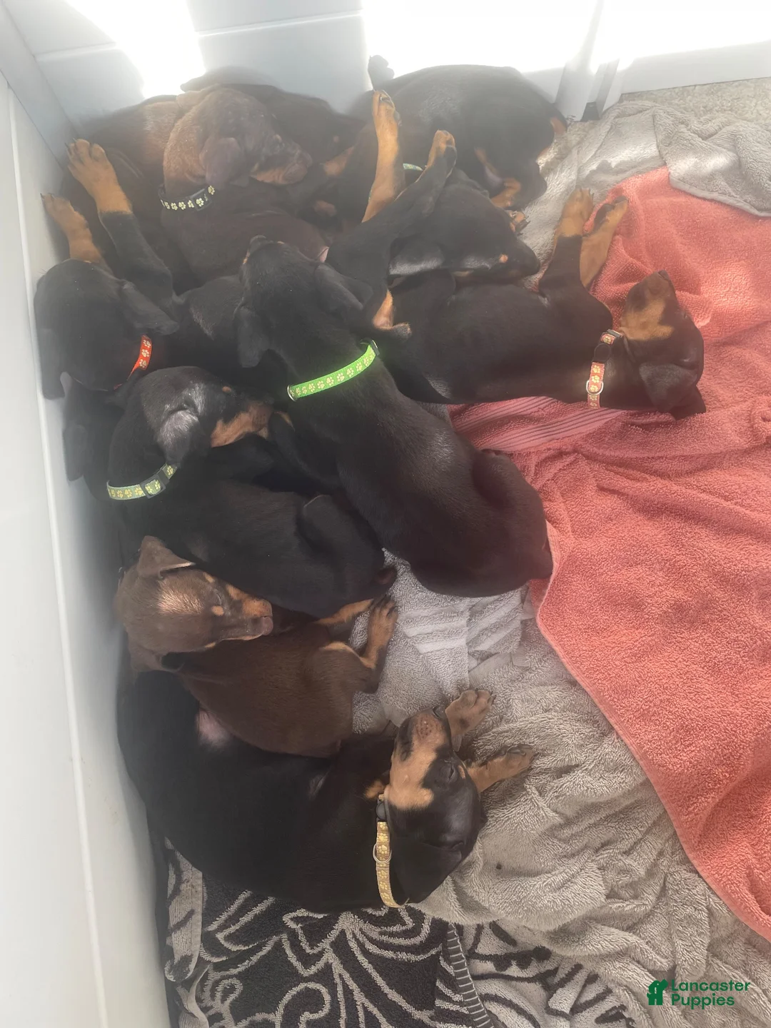 Doberman Pinscher dogs for sale: Doberman Pinscher 7 - Ad 3
