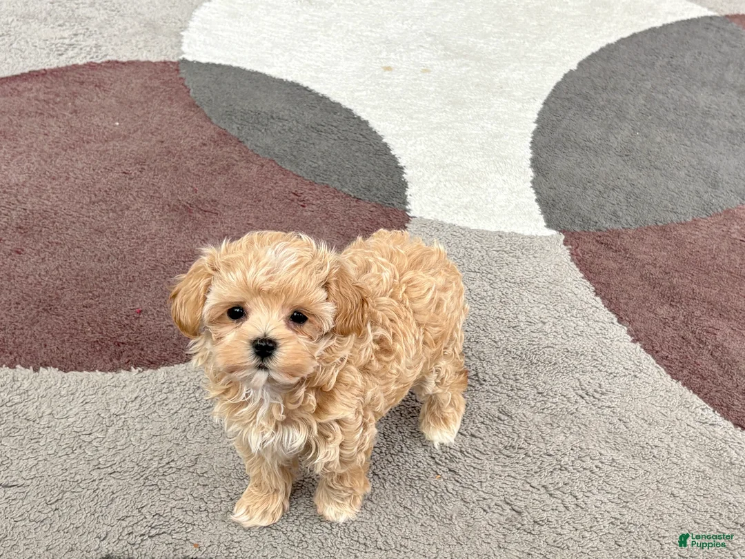 Maltipoo dogs for sale: Donna  - Ad 2