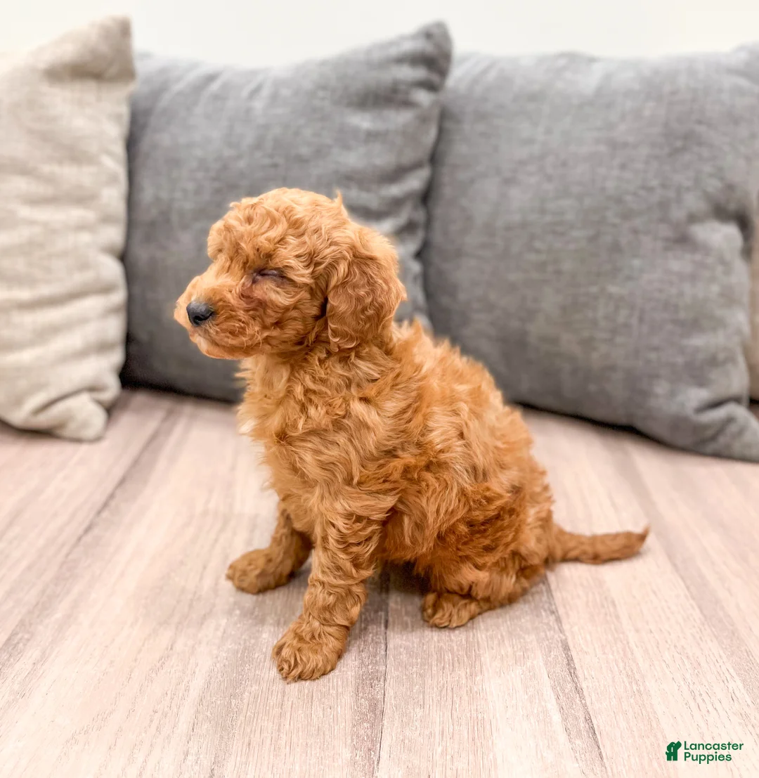 Labradoodle dogs for sale: Jester - Ad 4
