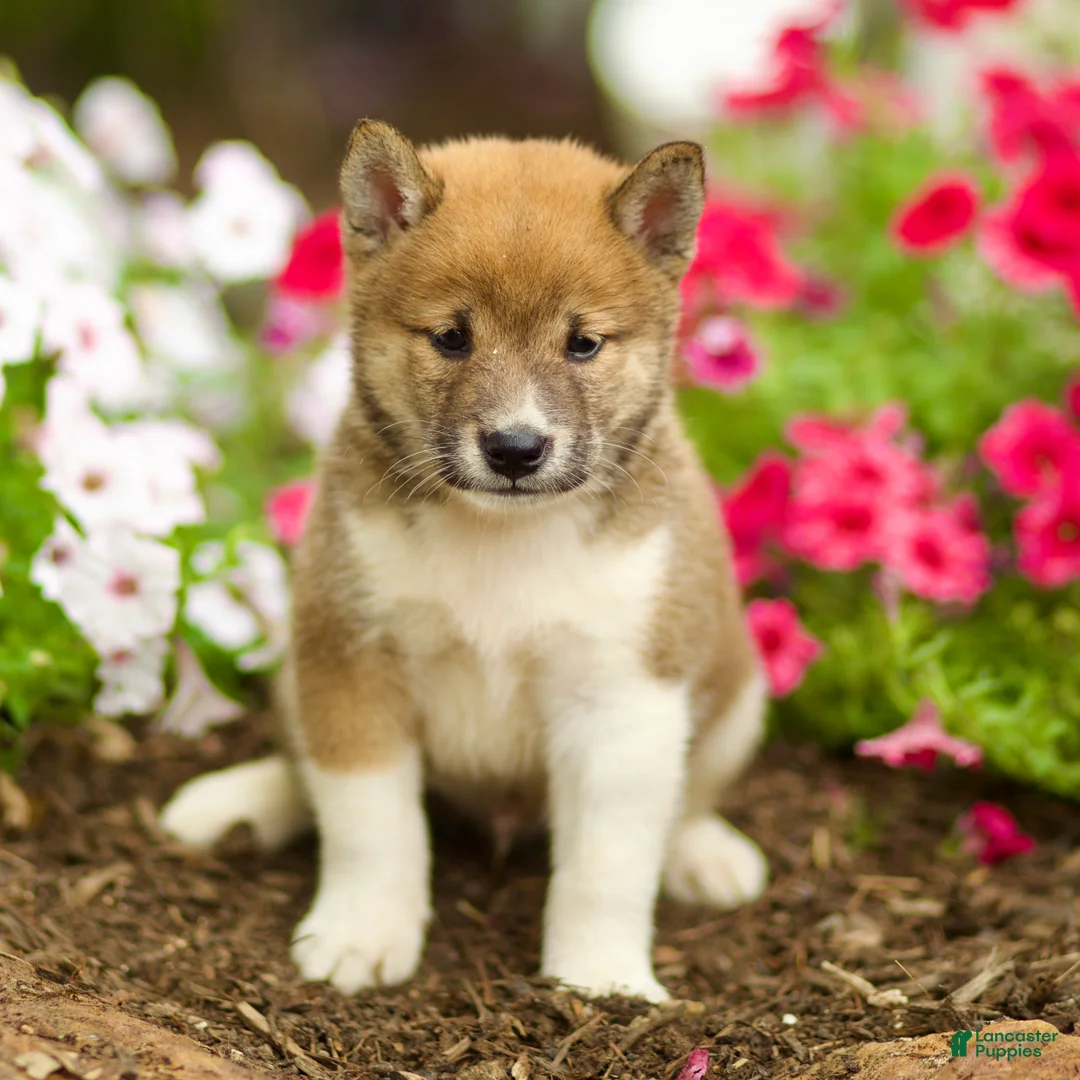 Shiba Inu dogs for sale: Lykos - Ad 1