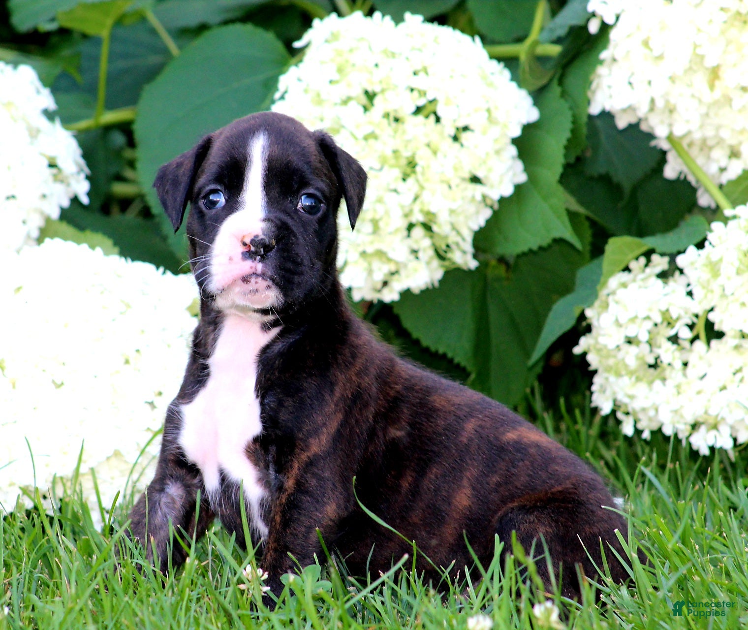 Boxer dogs Lilac  - Ad 1