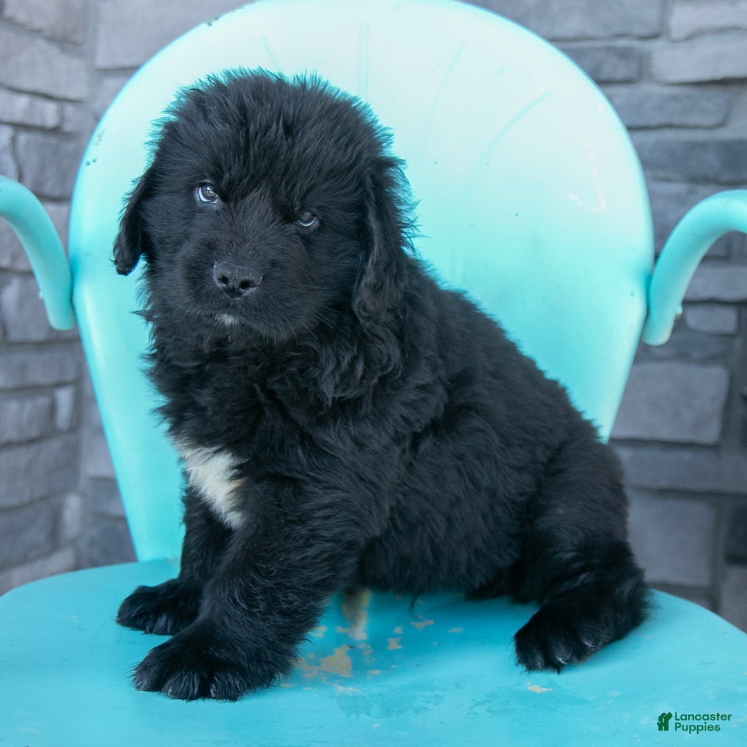 Newfoundland dogs for sale: Hugo - Ad 6