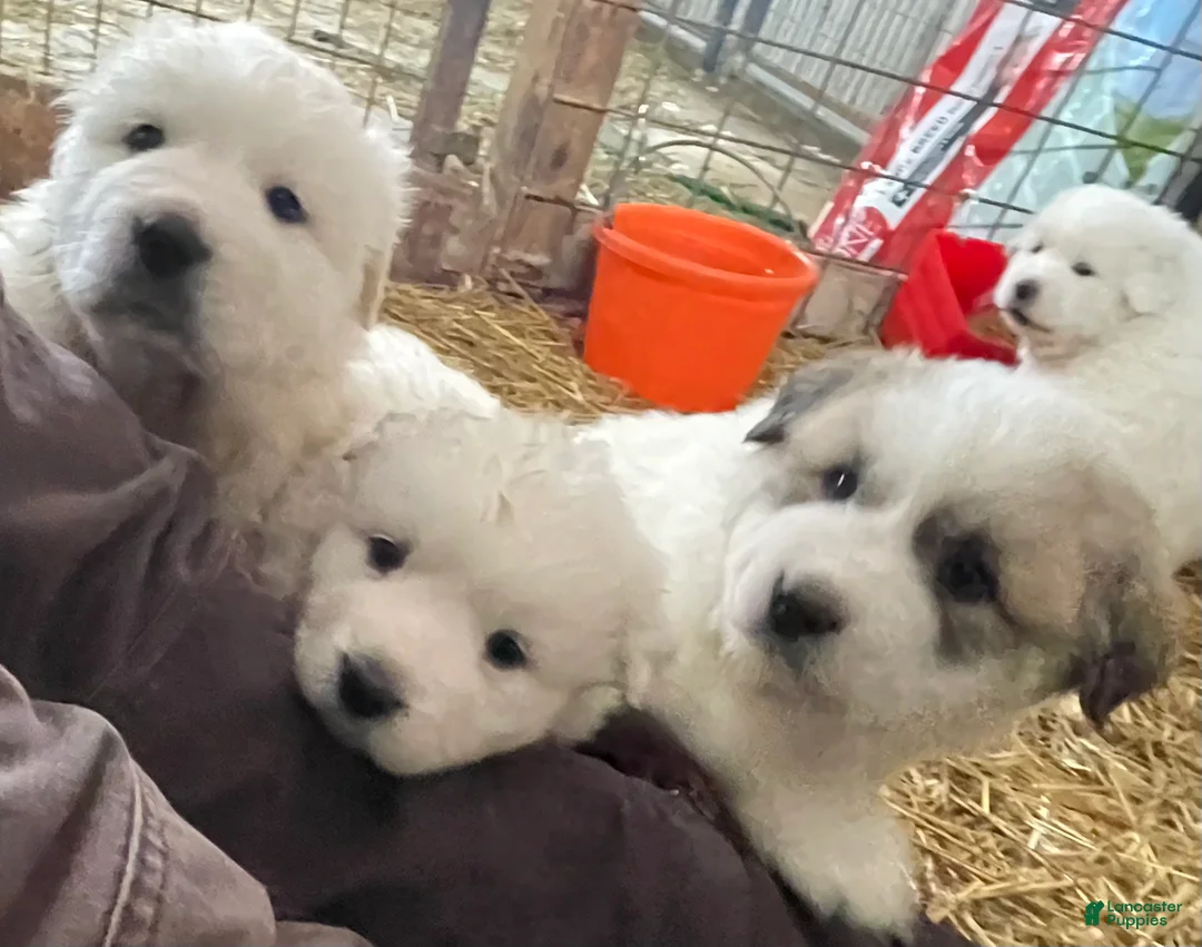 Great Pyrenees dogs for sale: Great Pyrenees Puppy 1 - Ad 5