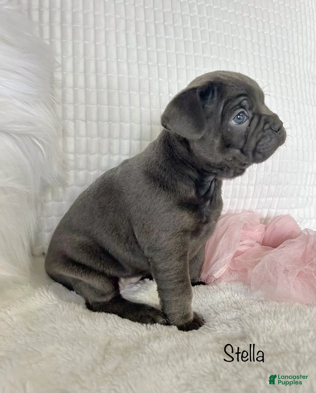 Mixed Breed dogs for sale: Stella - Ad 8