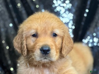 Golden Retriever dogs - Ad 15