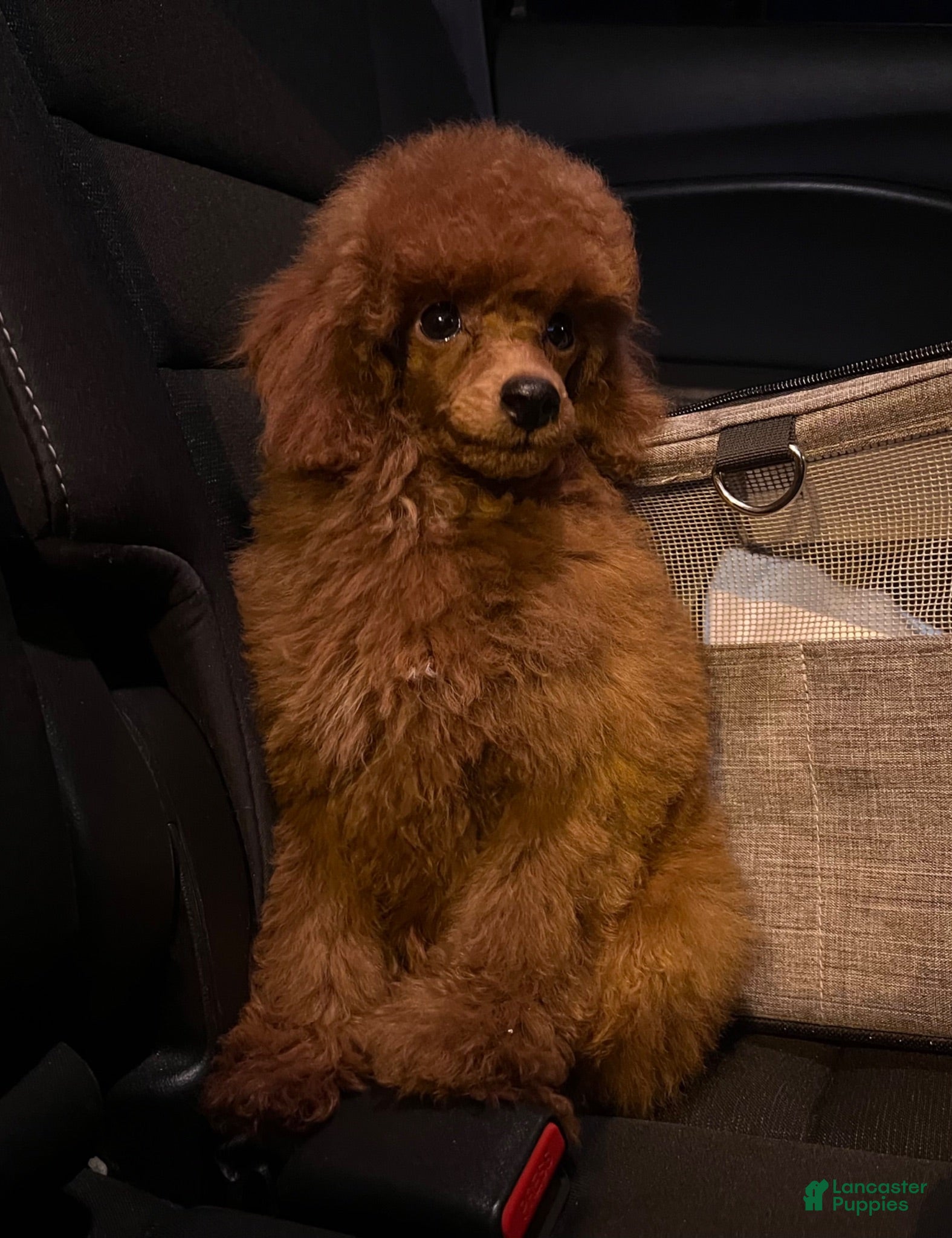 Toy Poodle dogs Billy - Ad 11