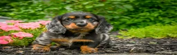 Miniature Dachshund dogs for sale: AKC-Jewel - Ad 3