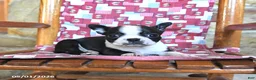 Boston Terrier dogs for sale: Cannoli - Ad 3
