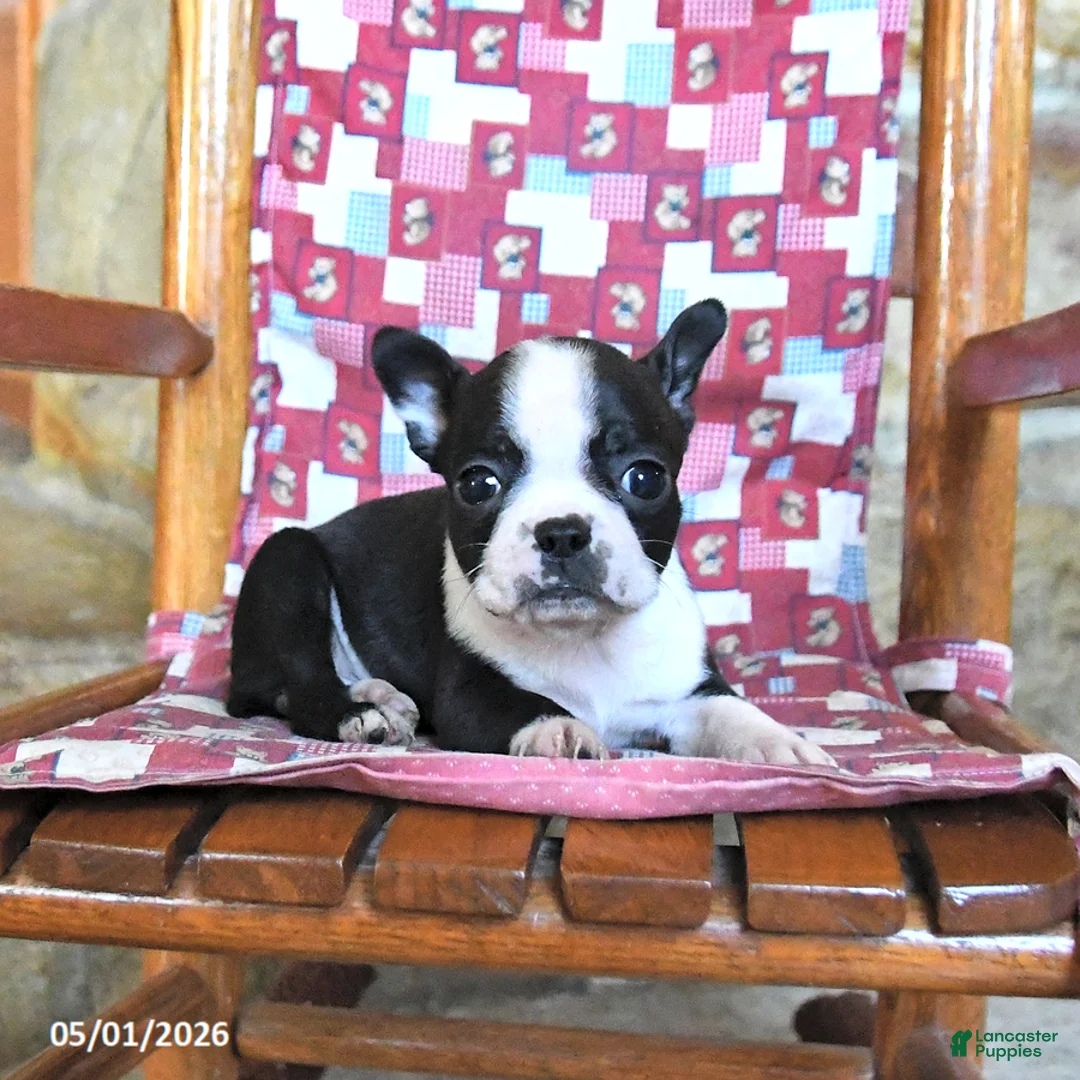 Boston Terrier dogs for sale: Cannoli - Ad 3