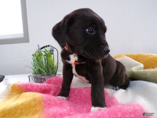 Goldador dogs Goldador Puppy 4 Winston - Ad 13