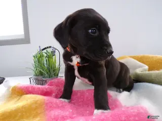 Goldador dogs Goldador Puppy 4 Winston - Ad 11