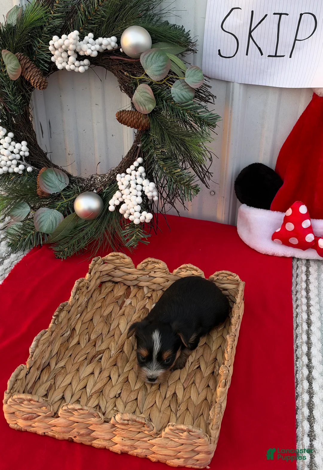 Yorkshire Terrier dogs for sale: Yorkshire Terrier 4 - Ad 2