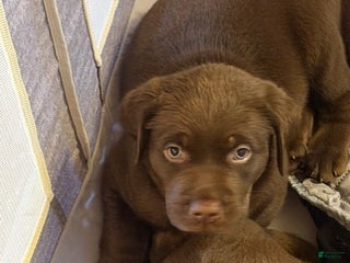 Labrador Retriever dogs Labrador Retriever Puppy 2 - Ad 5