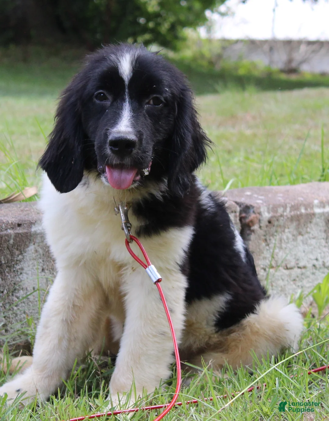 Newfoundland dogs for sale: Millie - Ad 1