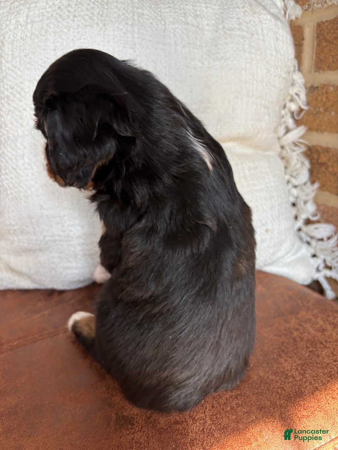Miniature Bernese Mountain Dog dogs for sale: Muskrat - Ad 5