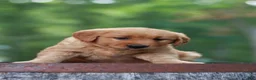 Golden Retriever dogs for sale: Bella - Ad 7