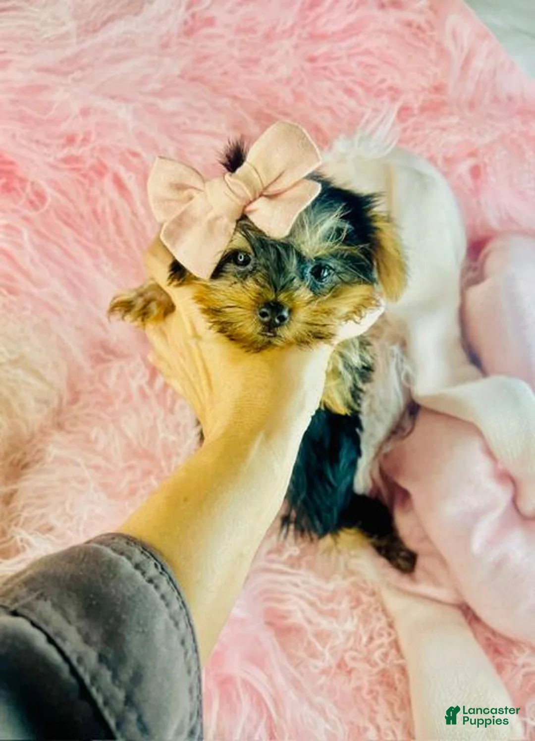 Yorkshire Terrier dogs for sale: Teacup/Pocketbook Yorkshire Terrier  - Ad 1