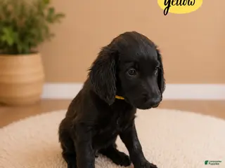 Goldendoodle dogs Yellow - Ad 14