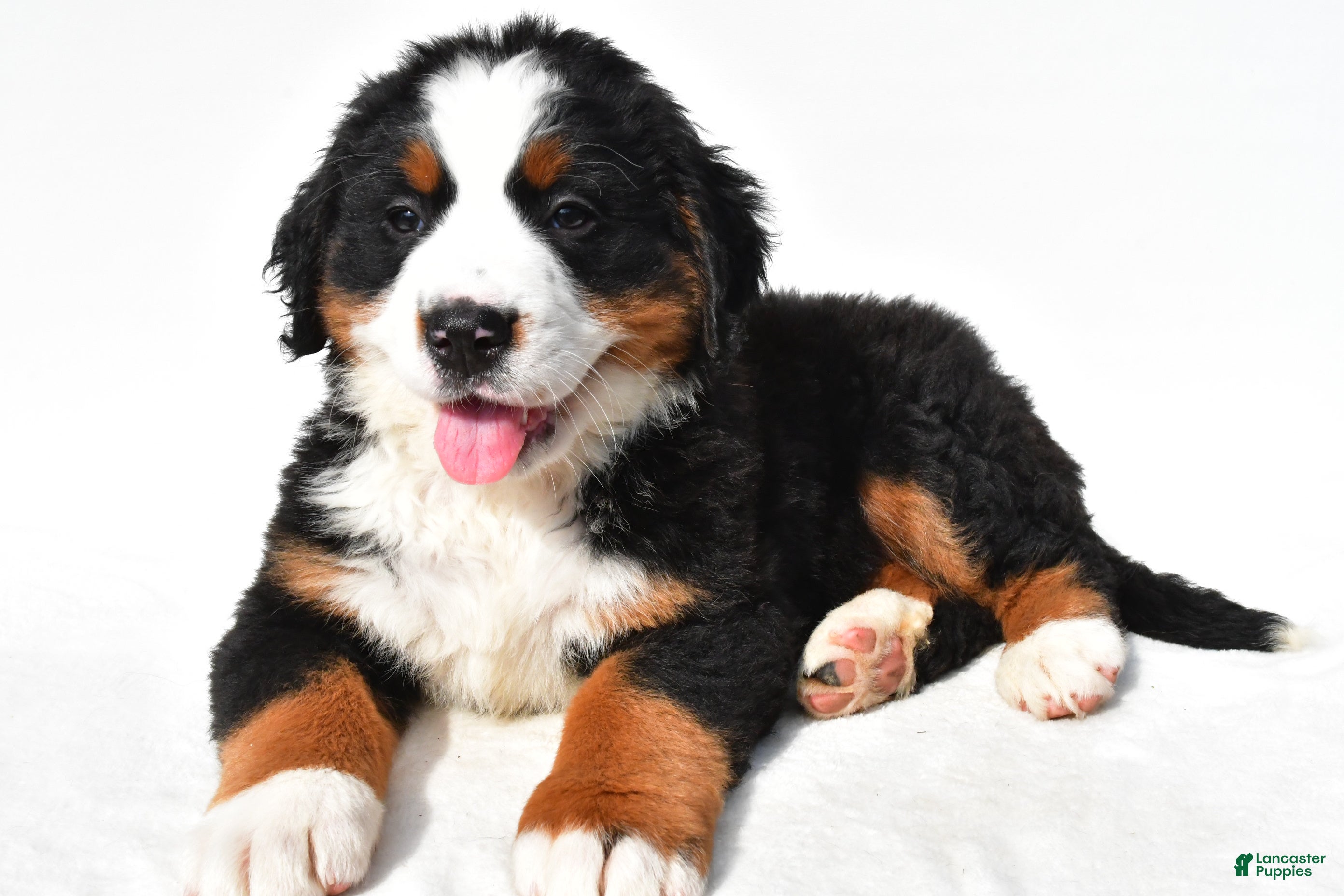 Bernese Mountain Dog dogs Biscuit - Ad 1