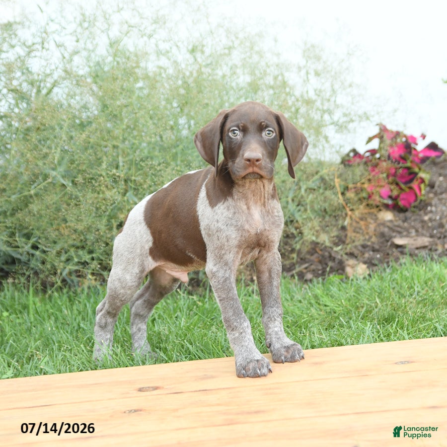 German Shorthaired Pointer dogs Charlie - Ad 2