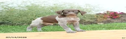 German Shorthaired Pointer dogs for sale: Charlie - Ad 2