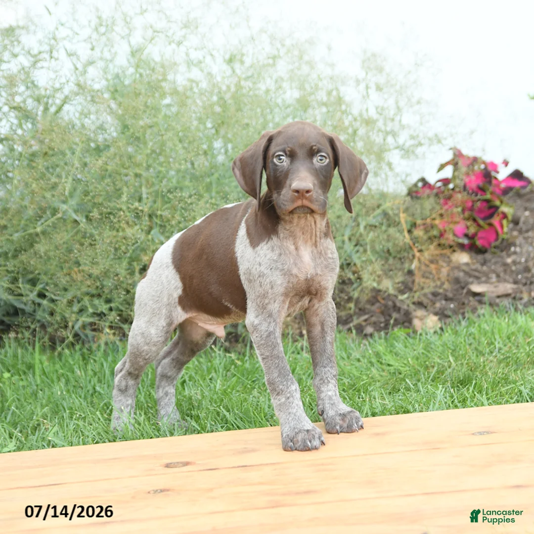 German Shorthaired Pointer dogs for sale: Charlie - Ad 2