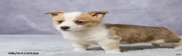 Welsh Corgi Pembroke dogs for sale: Andy - Ad 5