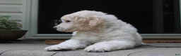 Standard Poodle dogs for sale: River AKC Standard Poodle  - Ad 16