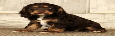 Bonnie