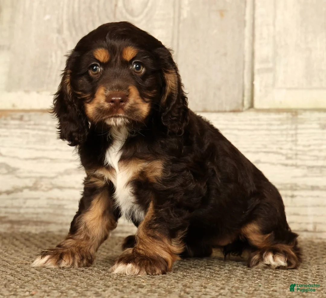 Cocker Spaniel dogs for sale: Bonnie - Ad 1