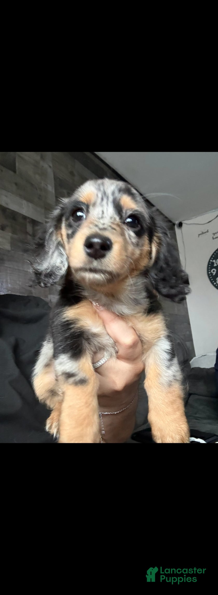 Miniature Dachshund dogs Oreo - Ad 37