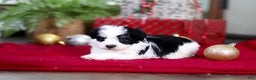 Havanese dogs for sale: Milo - Ad 4