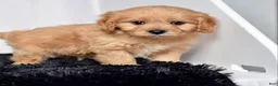 Cavapoo dogs for sale: Mr. Captain - Ad 4